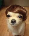 Dog with wig